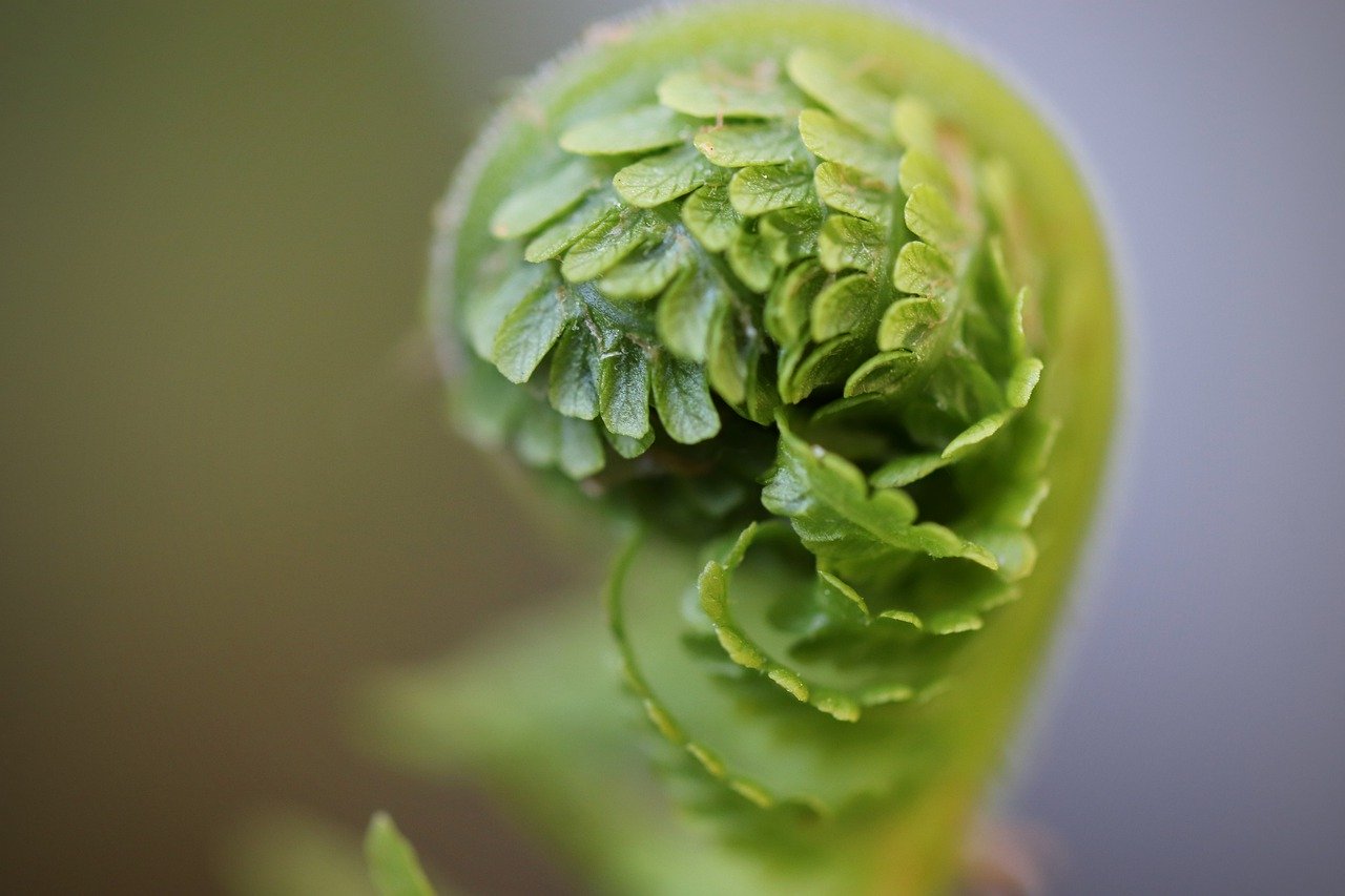 fern, unroll, unfold